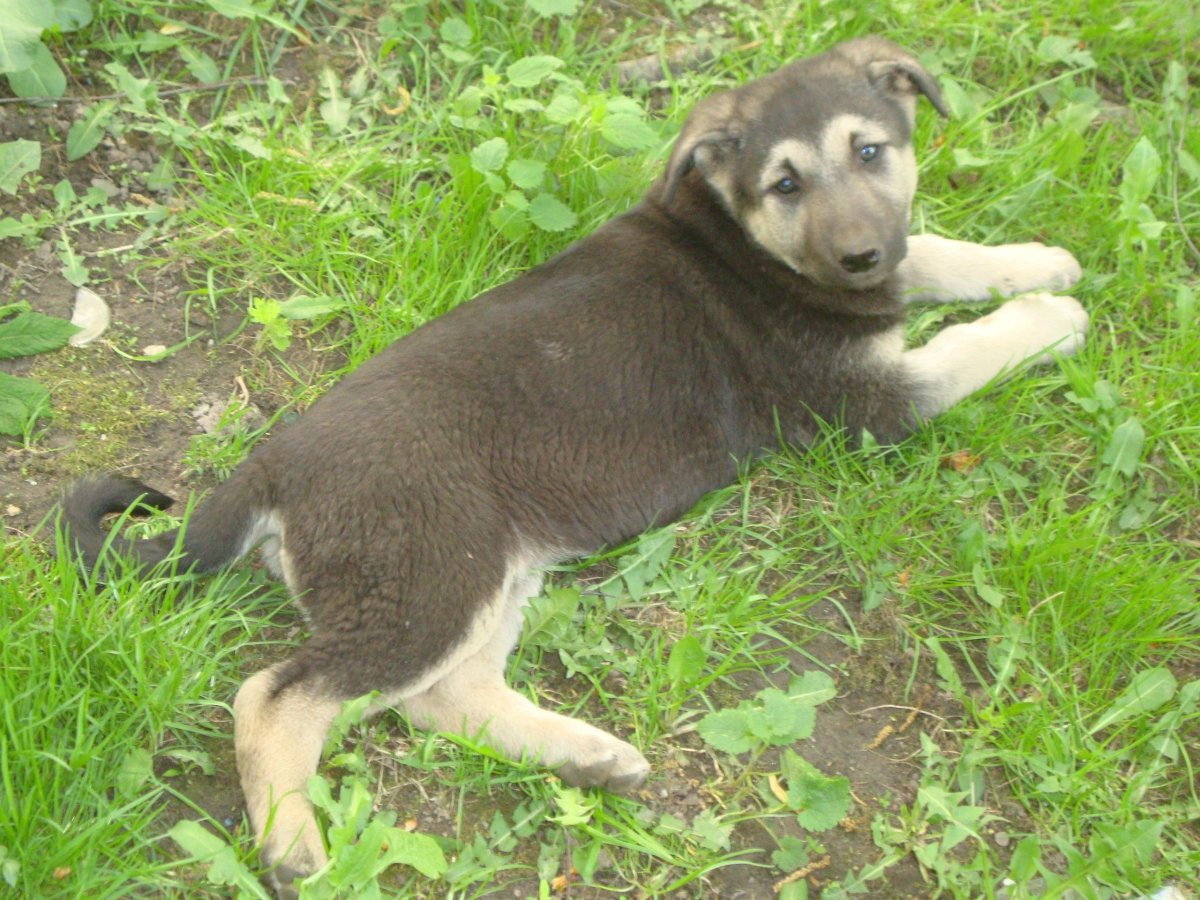 Кавказская овчарка метис дворняжки