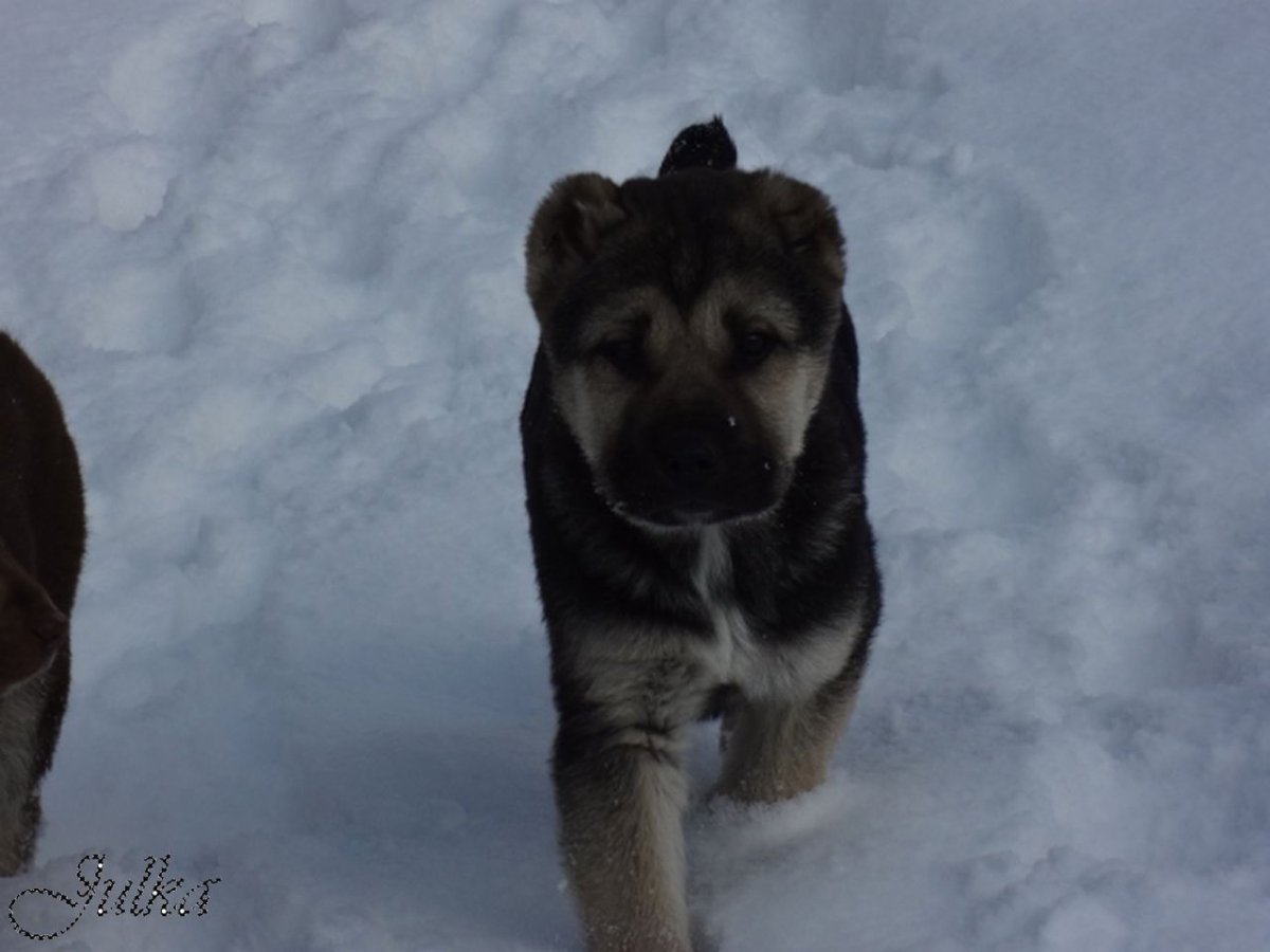 Смесь хаски и среднеазиатской овчарки
