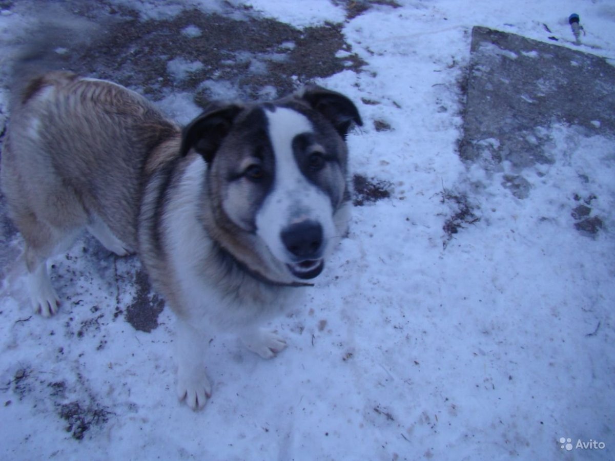 Дворняга похожая на алабая