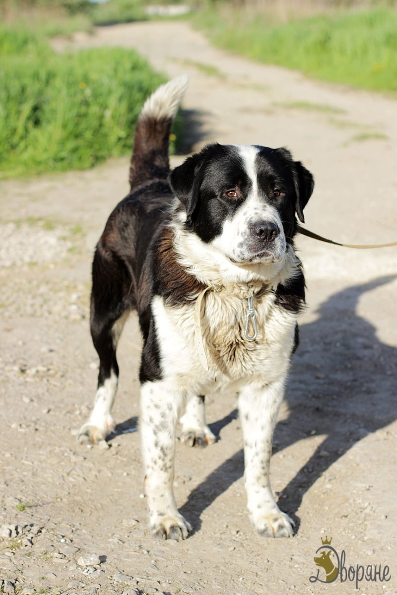 Помесь алабая