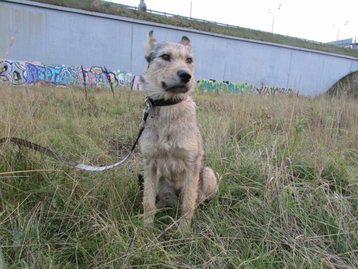 Метис алабая и дворняги