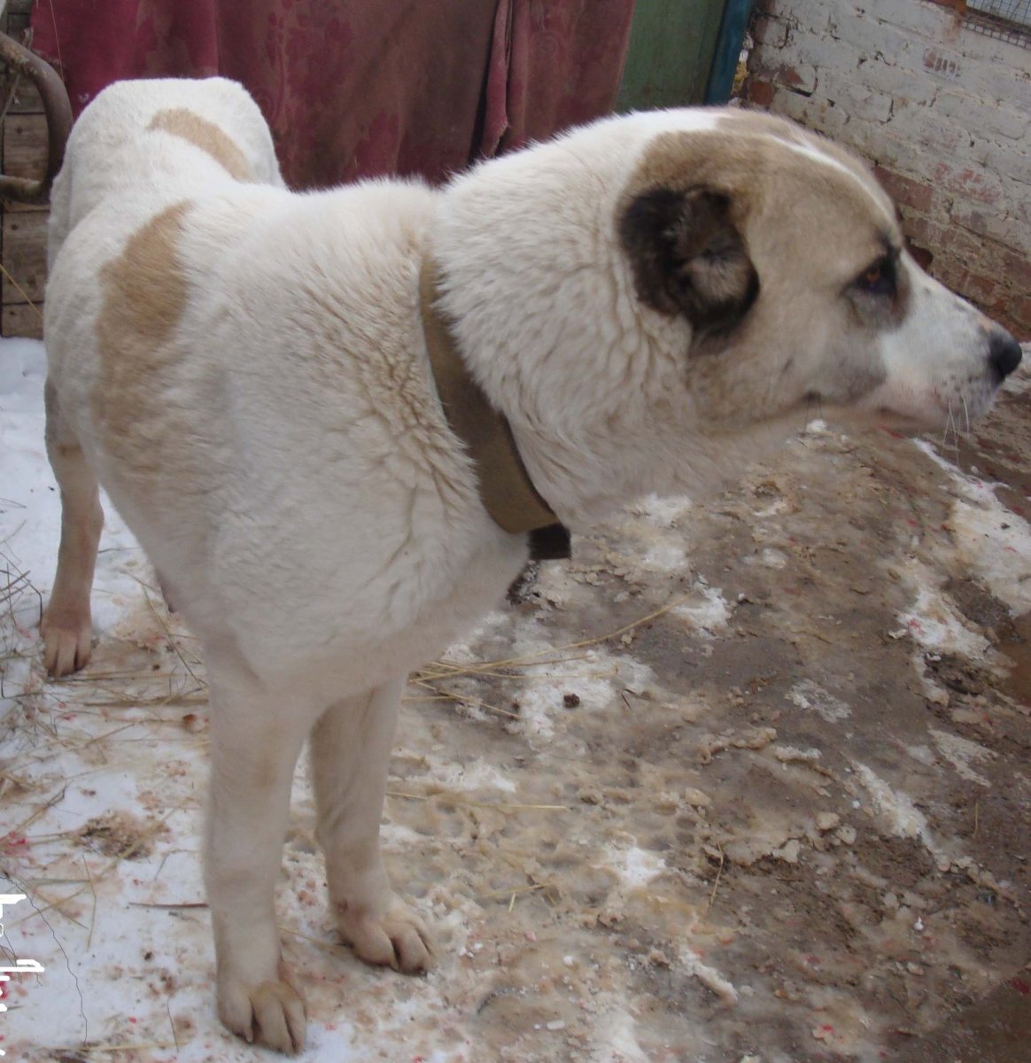 Среднеазиатская овчарка метис