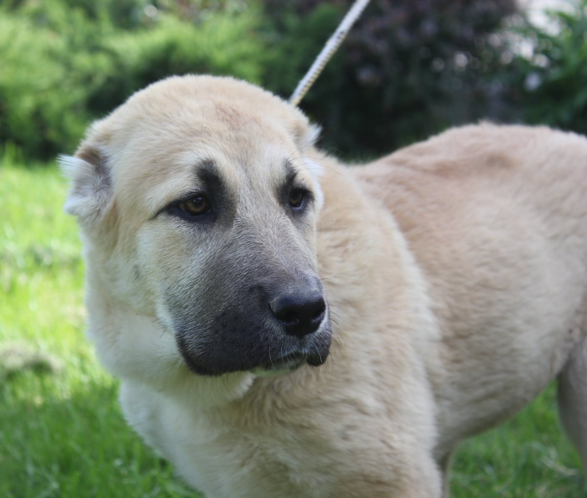 Метис алабая