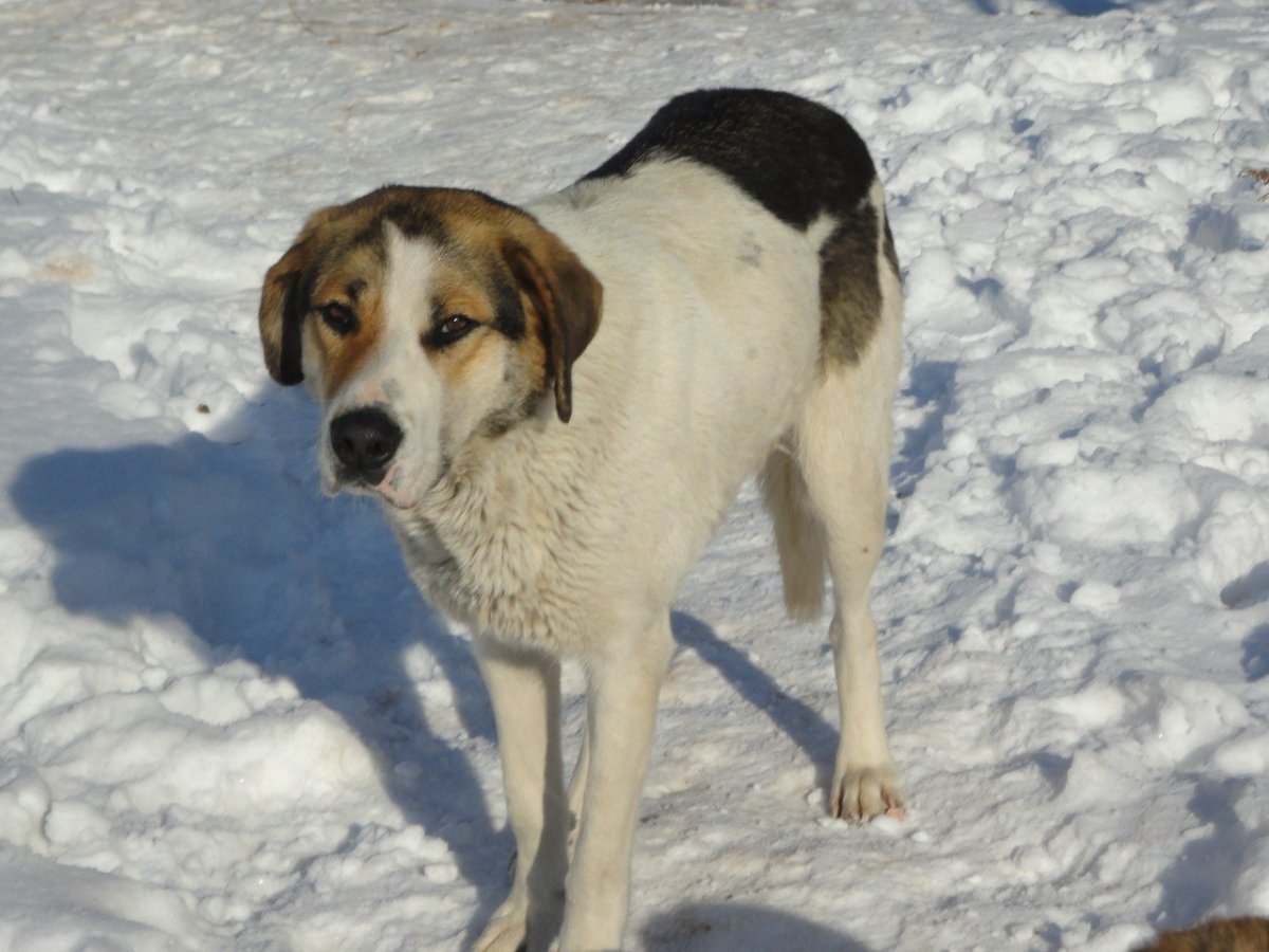 Метис овчарки пегой гончей