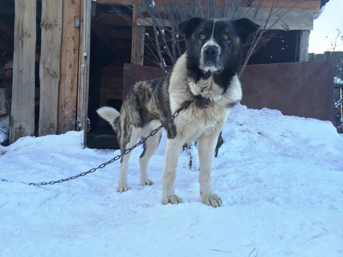Метис ВЕО И алабая