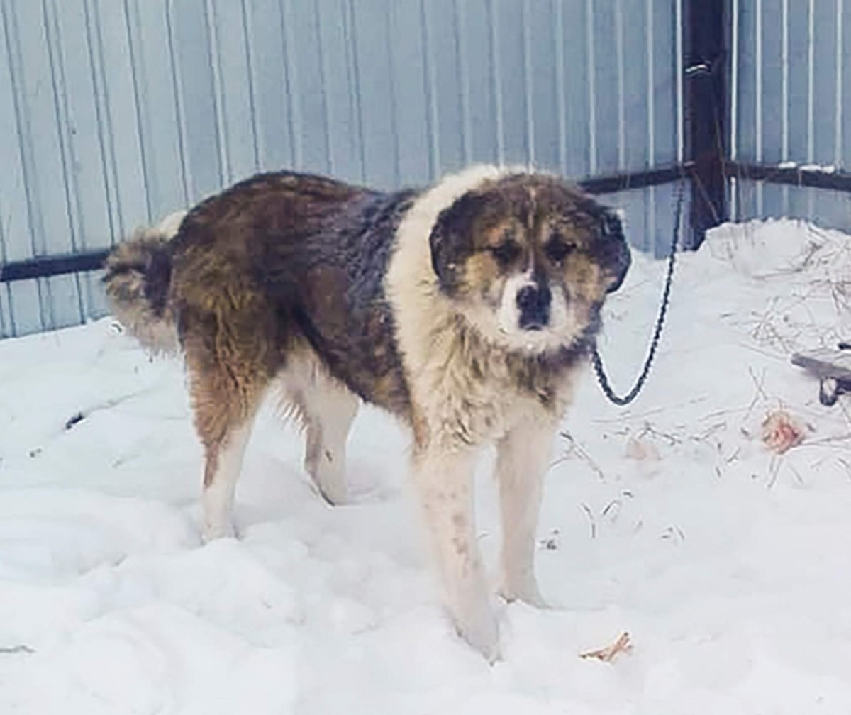 Помесь алабая и кавказской