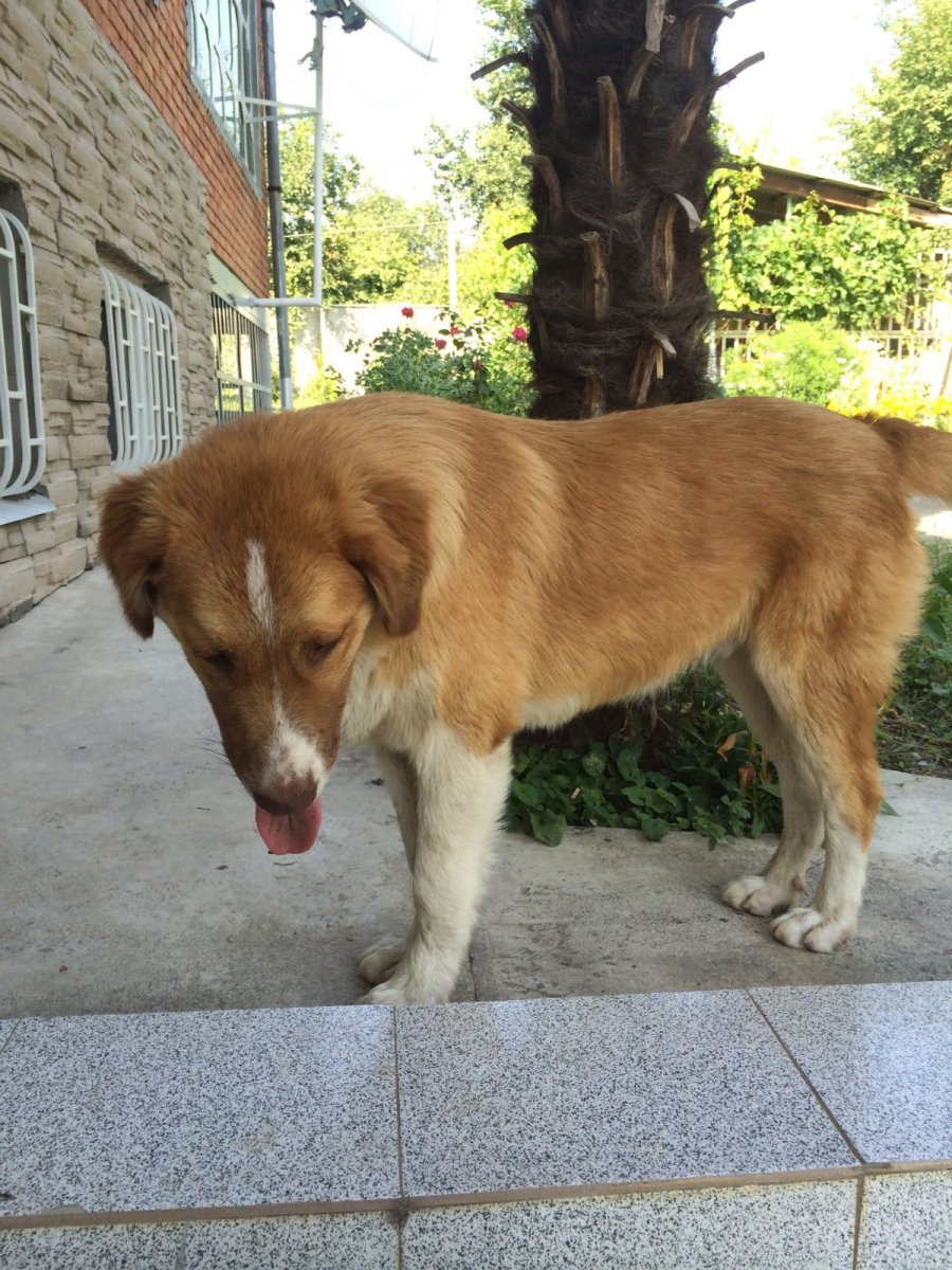 Помесь алабая