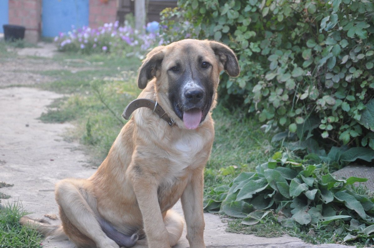 Метис алабая и дворняги