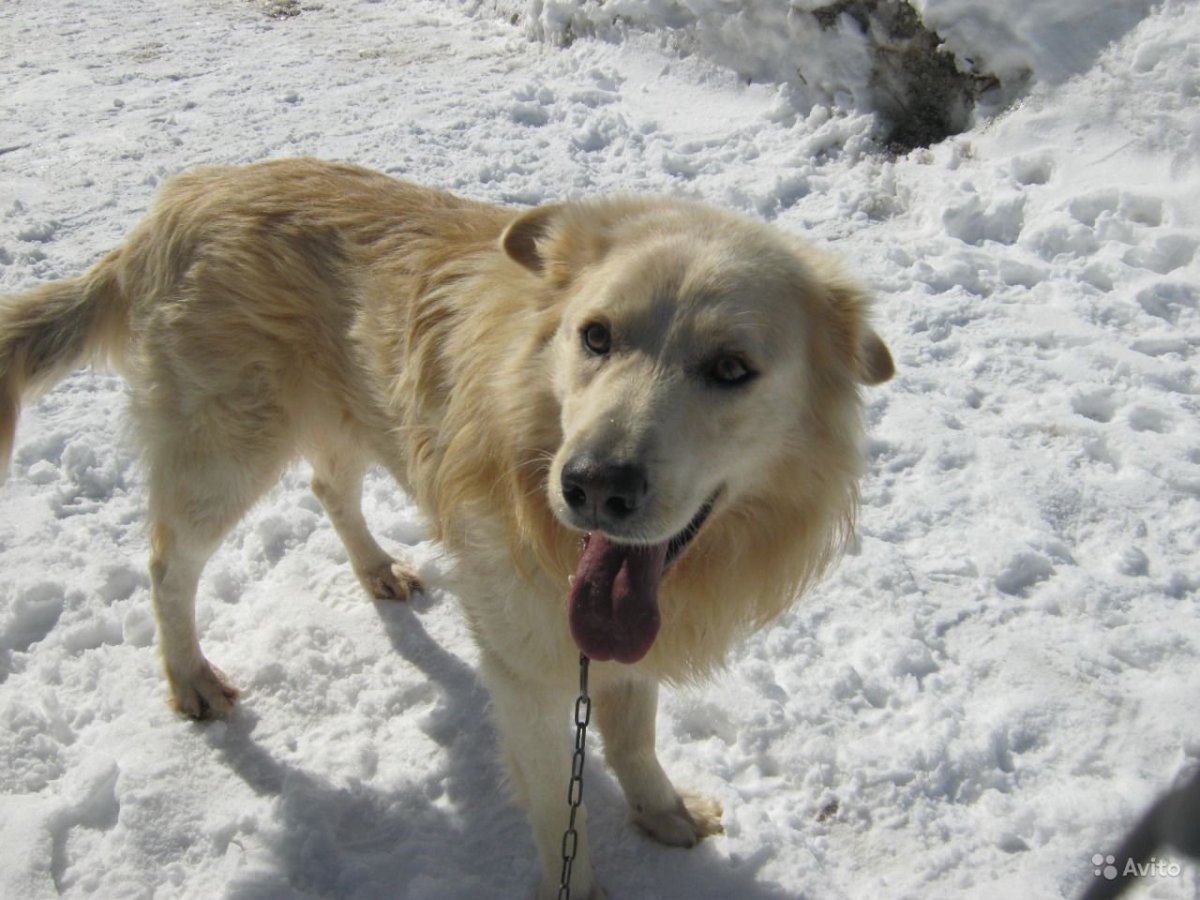 Метис лабрадора и кавказской овчарки