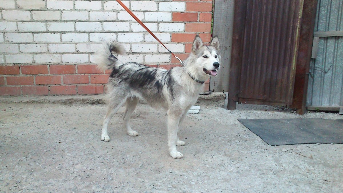 Помесь маламута и алабая