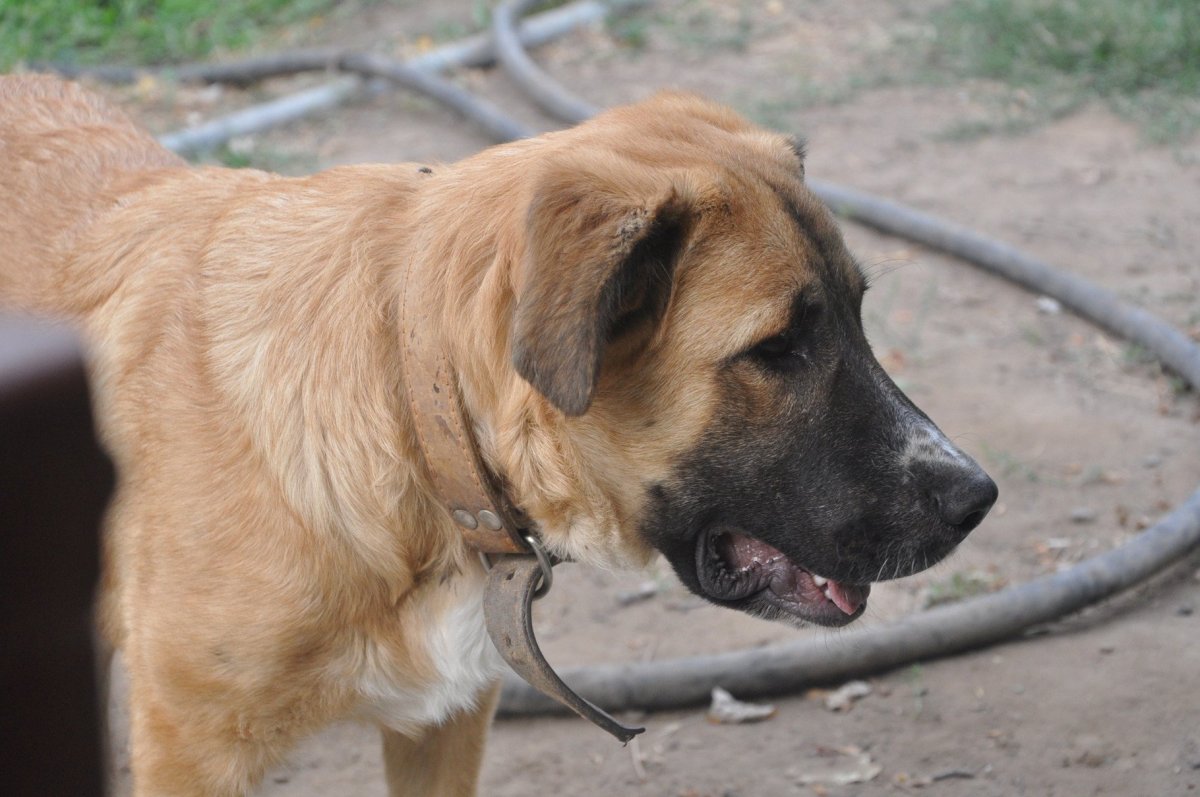 Метис бурбуля