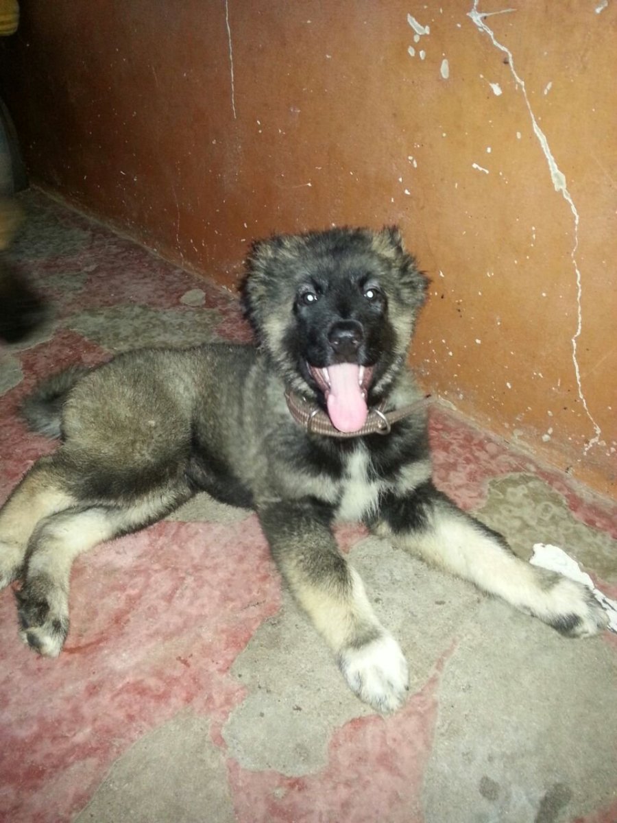 Помесь алабая и дворняги