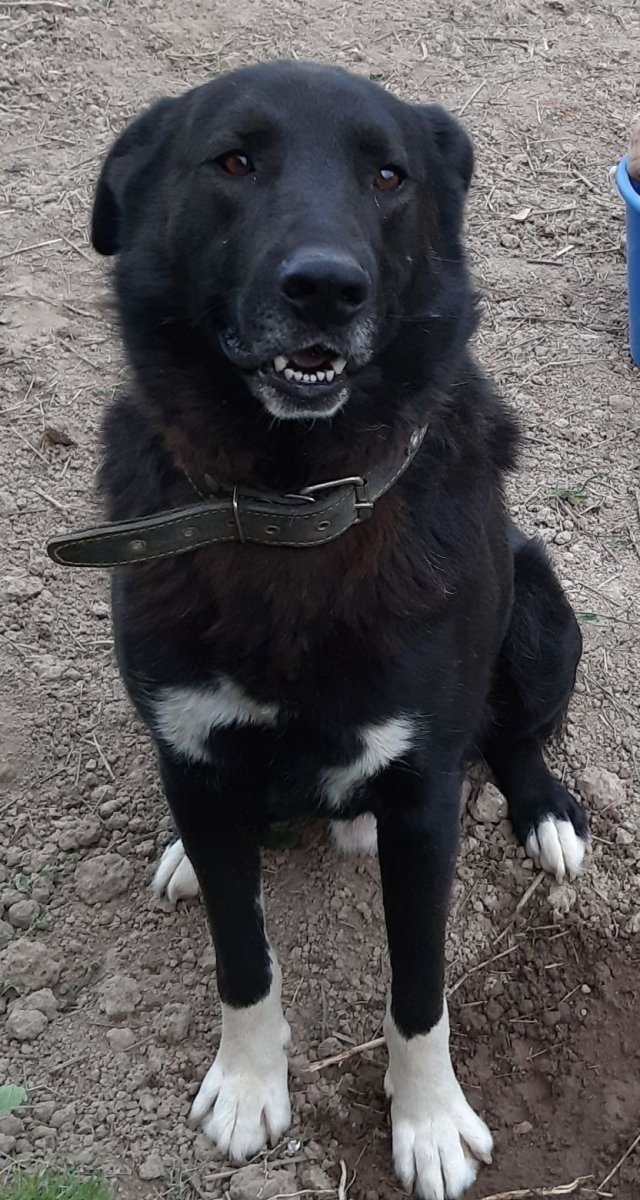 Метис беспородный алабай чёрный