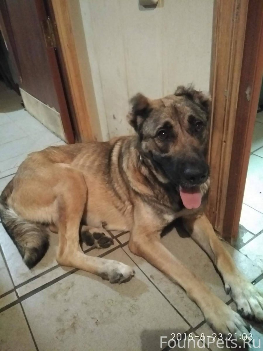 Пропала собака Щелково