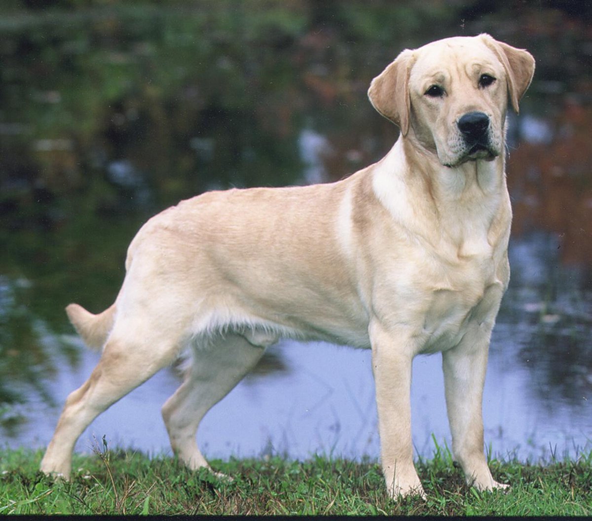 Лабрадор ретривер