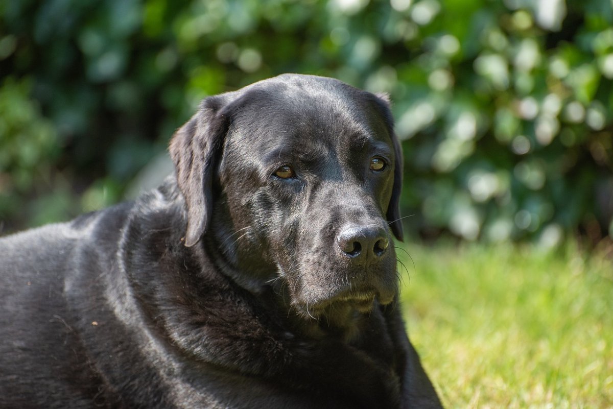 Лабрадор служебная собака