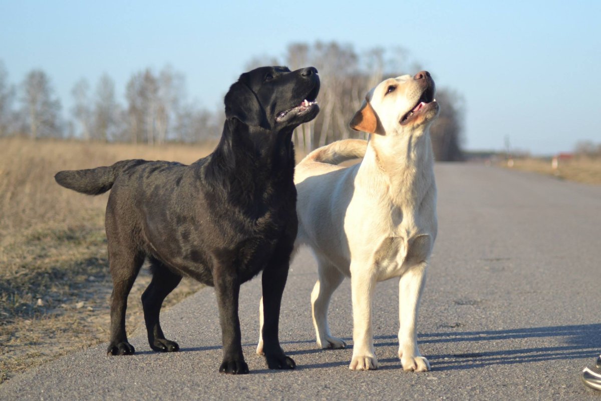 Стандарт лабрадора ретривера