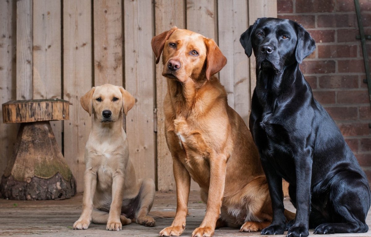 Американский лабрадор черный