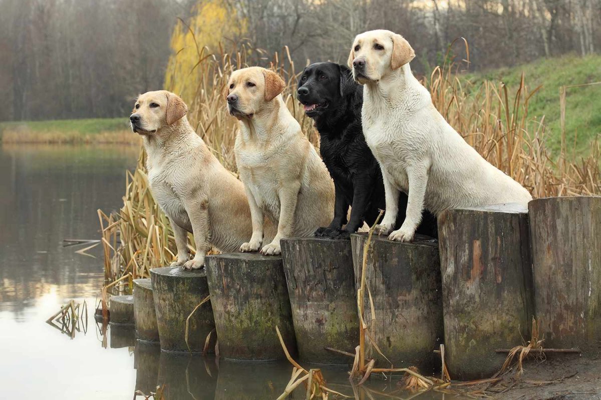 Капас спирит питомник лабрадоров