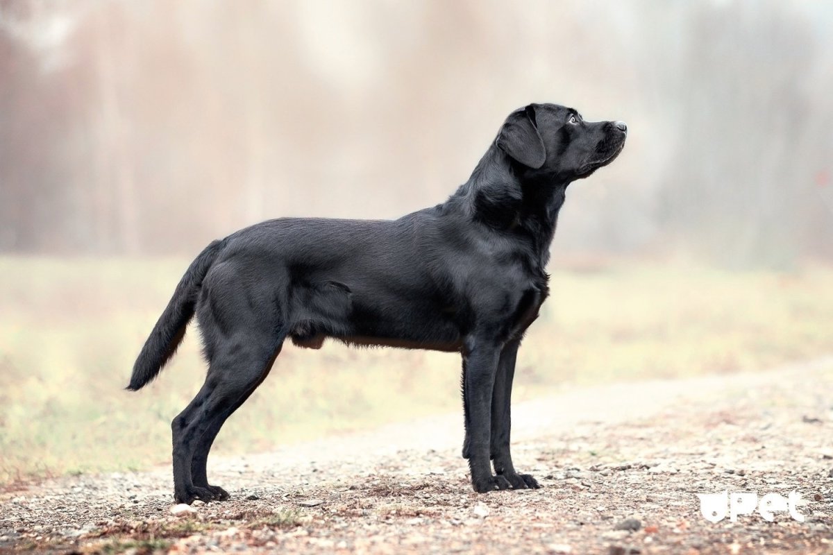 1. Лабрадор-ретривер