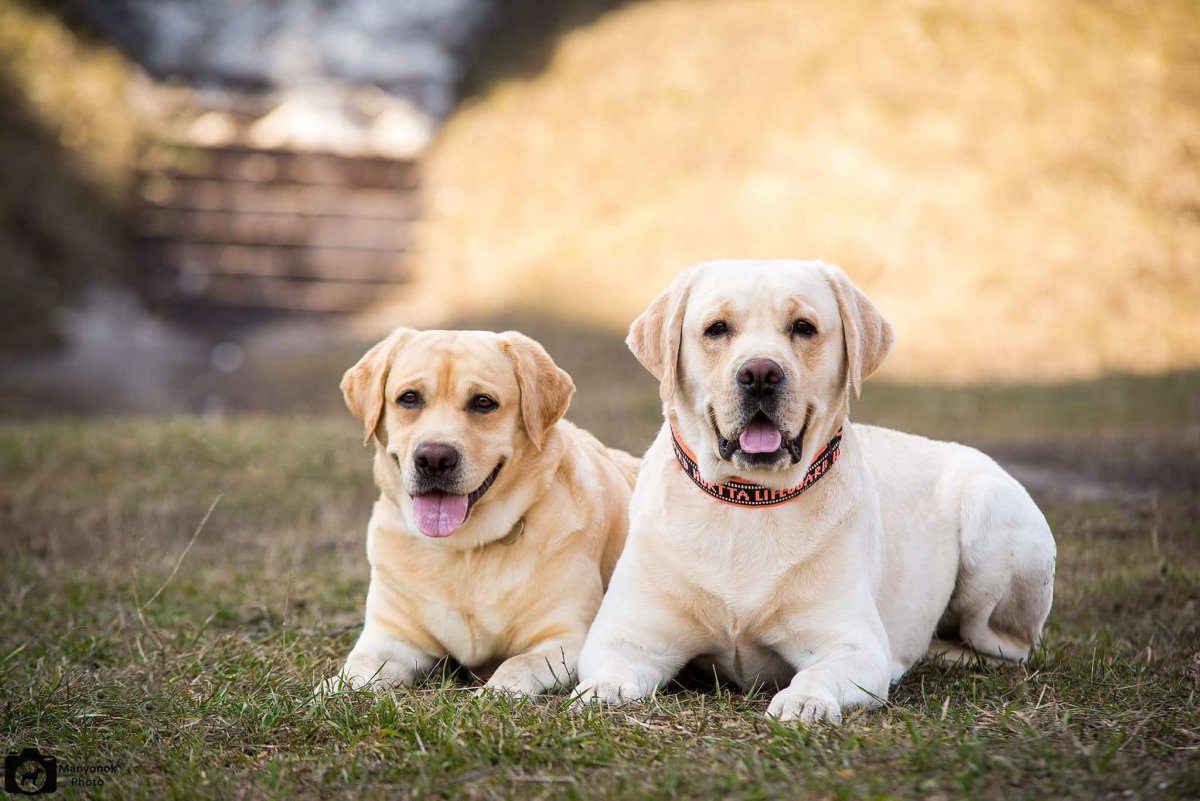 Лабрадор ретривер экстерьер