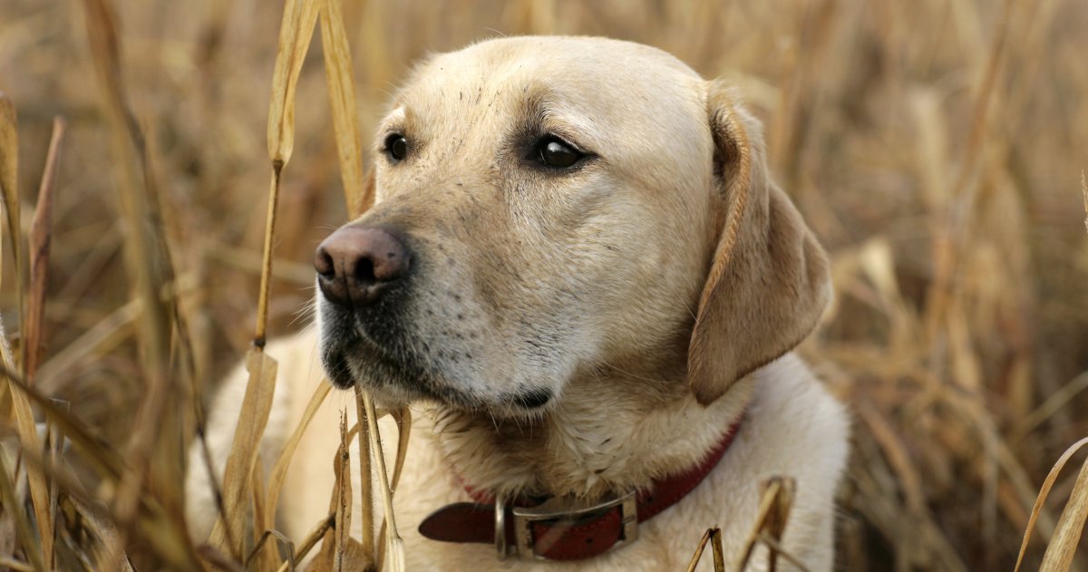 Лабрадор ретривер породы собак
