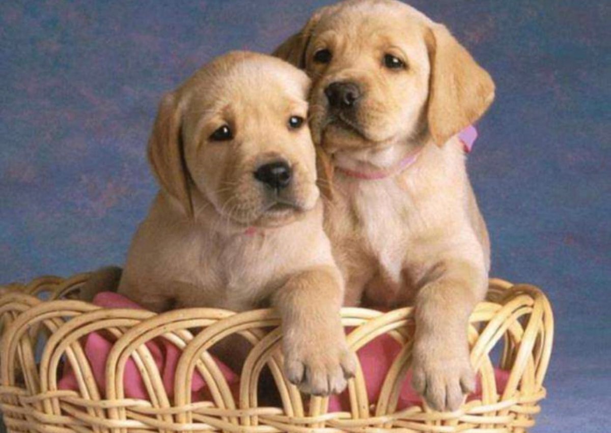 Американский лабрадор черный