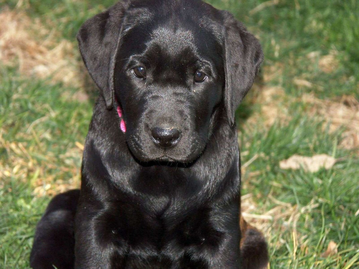 Флорида лабрадор