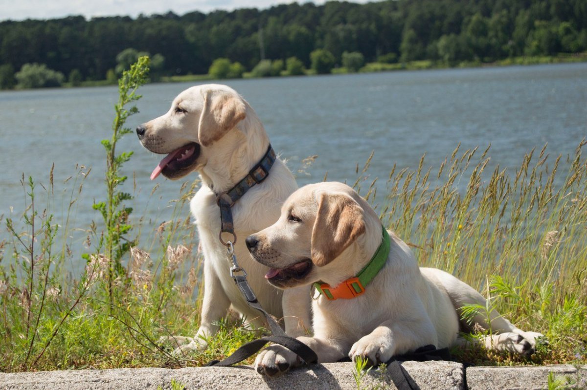 Лабрадор ретривер старый