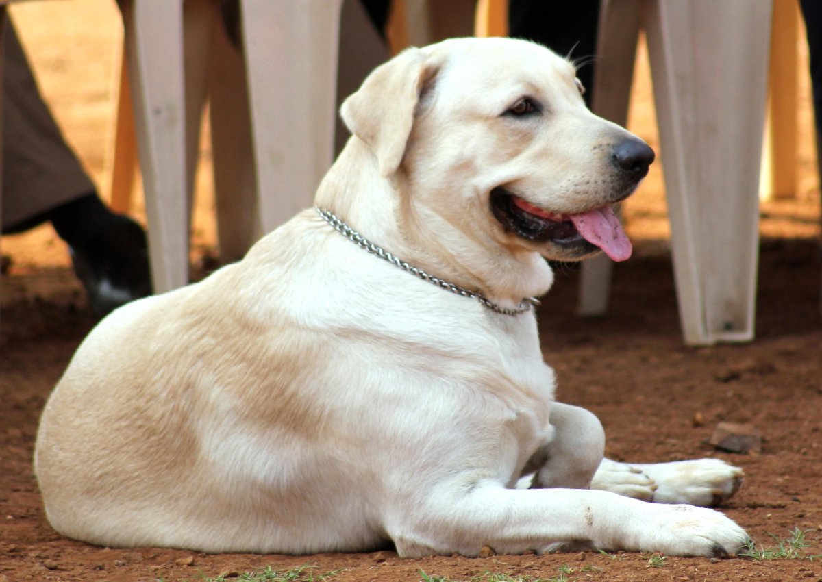 Лабрадор ретривер MYG 408