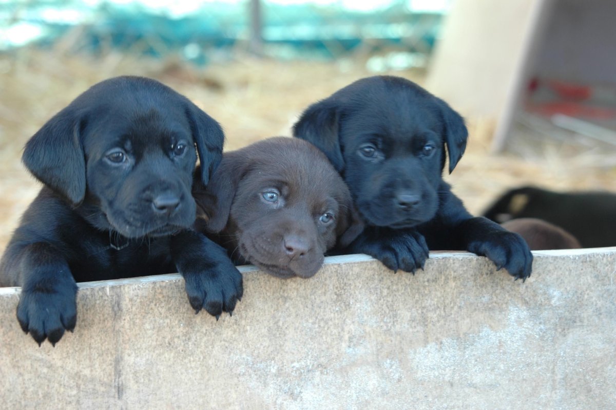 Щенок лабрадора