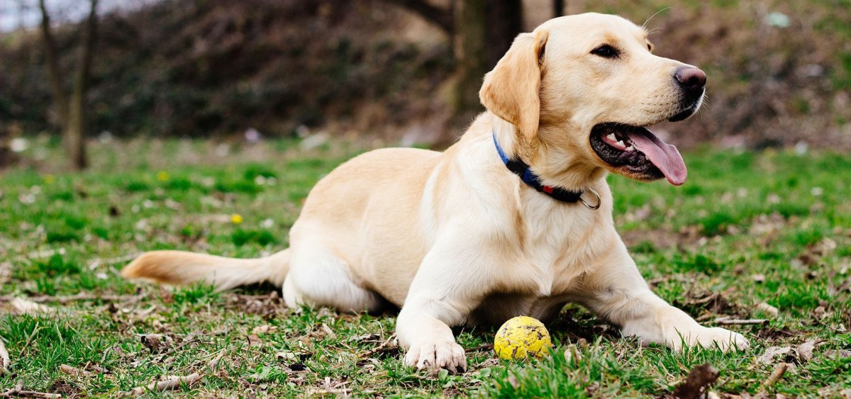 Планета собак лабрадор