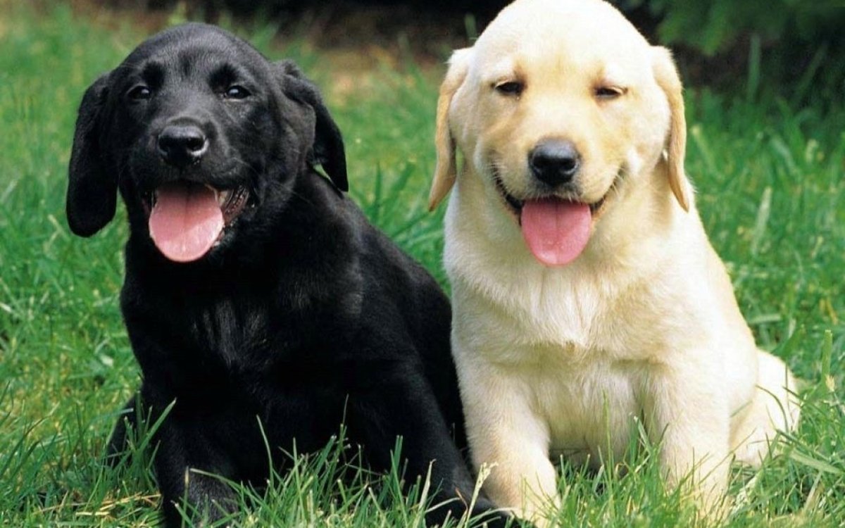 Лабрадор ретривер породы собак щенки