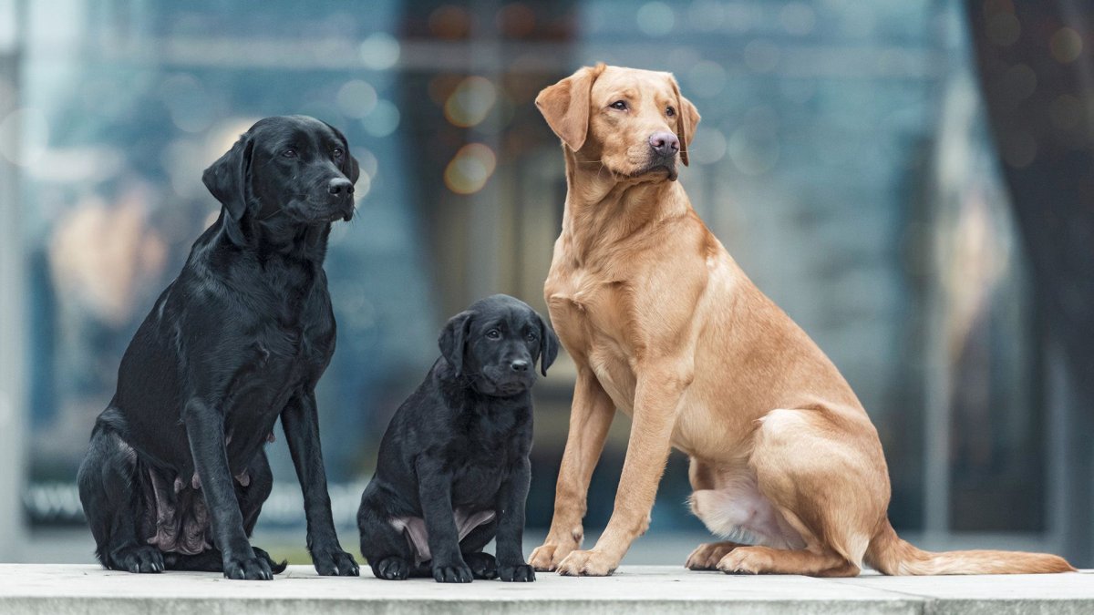 Лабрадор ретривер золотистый короткошерстный