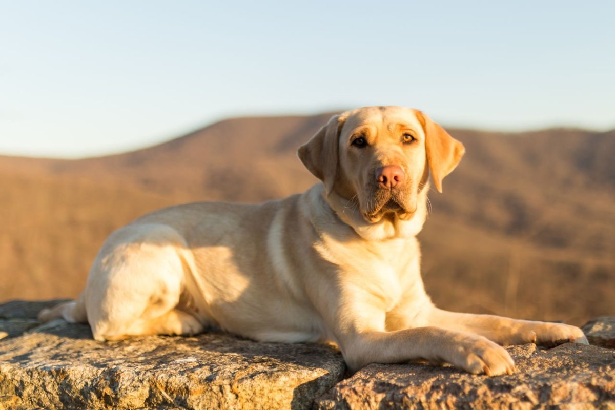 Чистокровный лабрадор ретривер