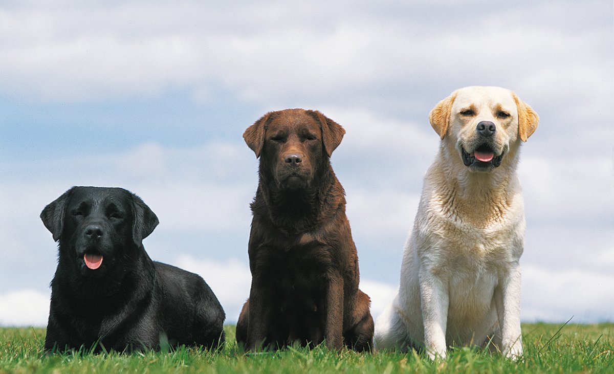 Лабрадор ретривер