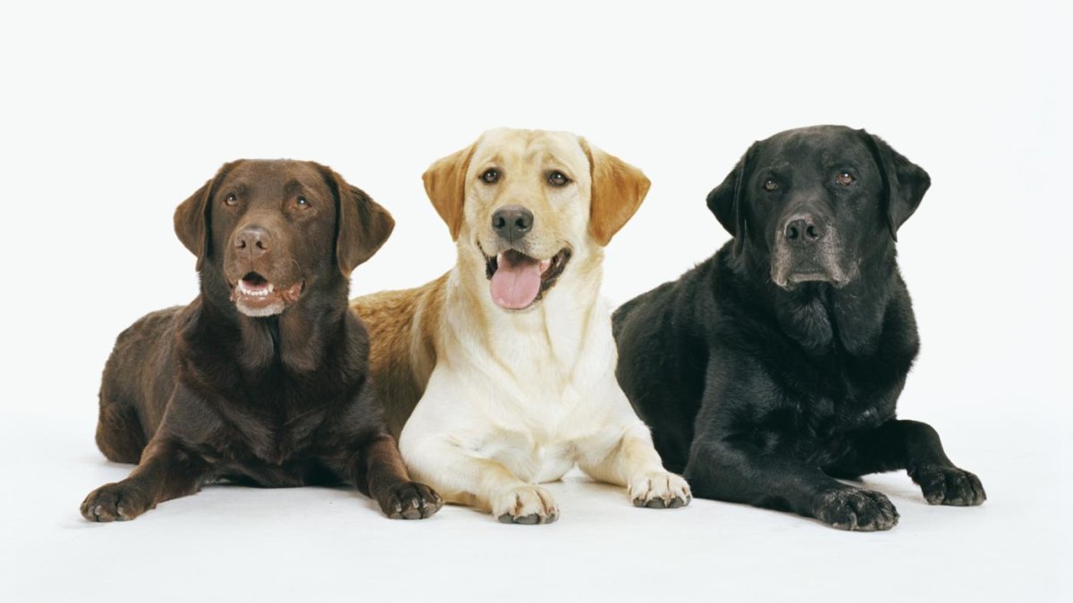 Лабрадор ретривер палевый