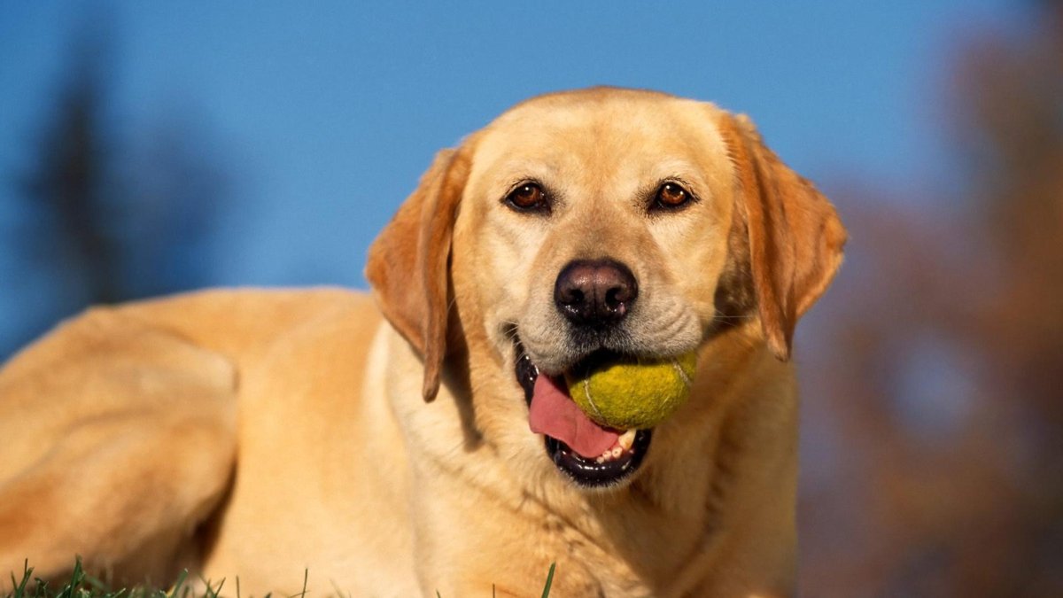 Лабрадор ретривер полевой