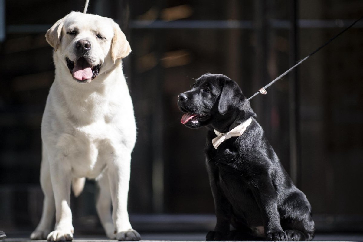 Лабрадор американский стандарт