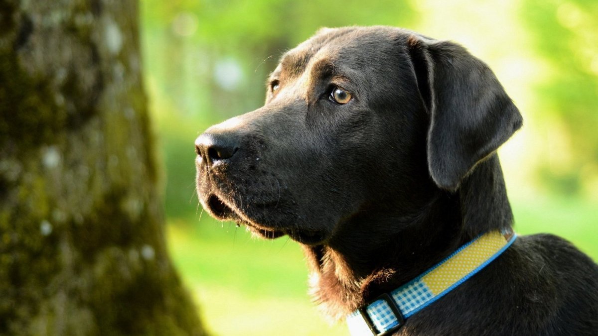 Лабрадор ретривер