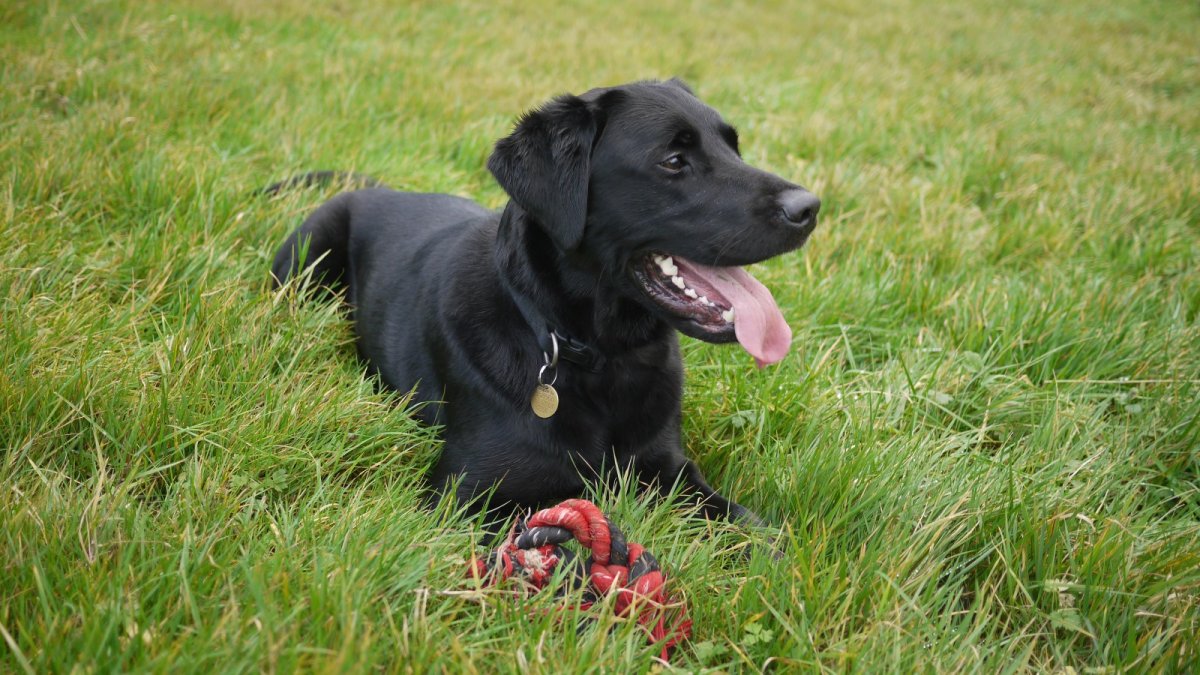 Лабрадор ретривер