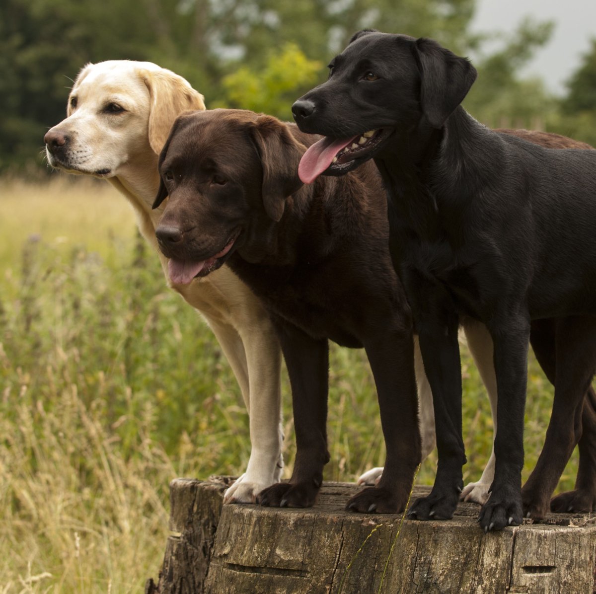 Американский лабрадор черный