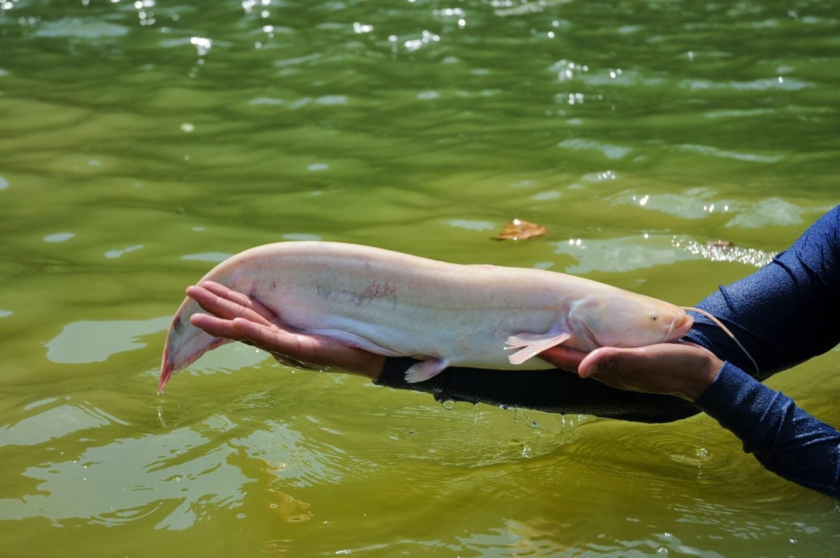 Biggest Catfish