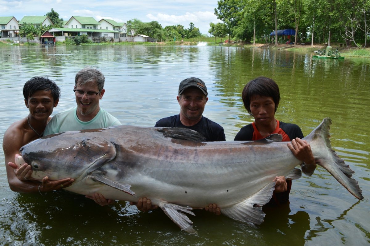 Гигантский сом Меконга