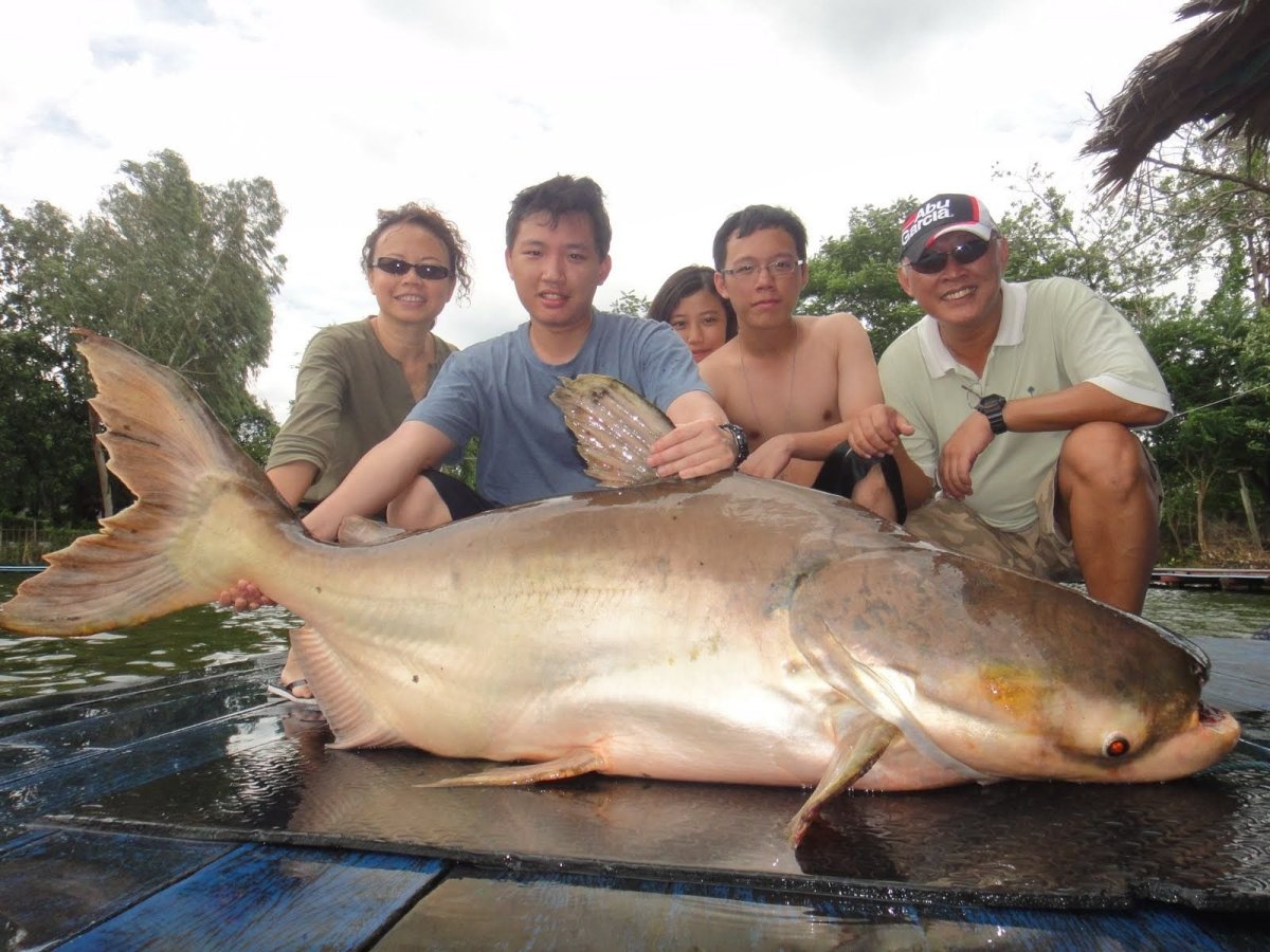 Меконгский гигантский сом
