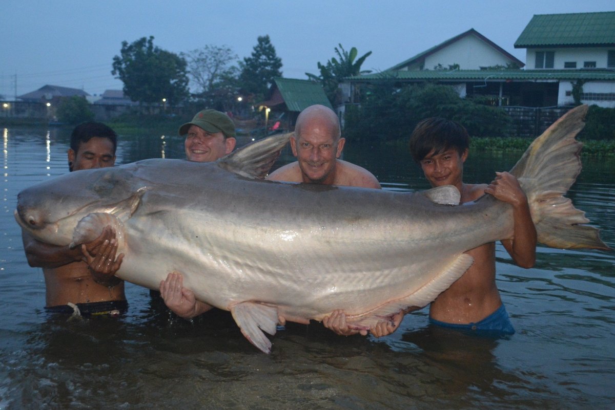 Гигантский сом Меконга