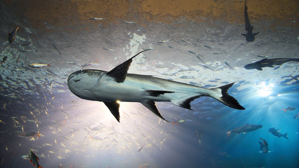 Гигантский сом на Капчагае