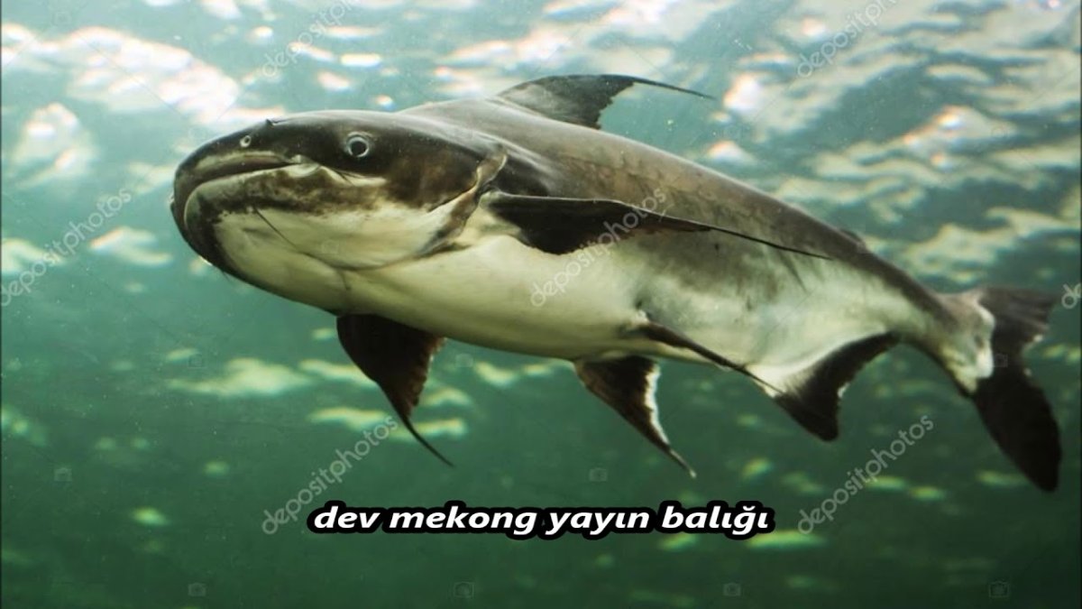 Джереми Уэйд речные монстры сои