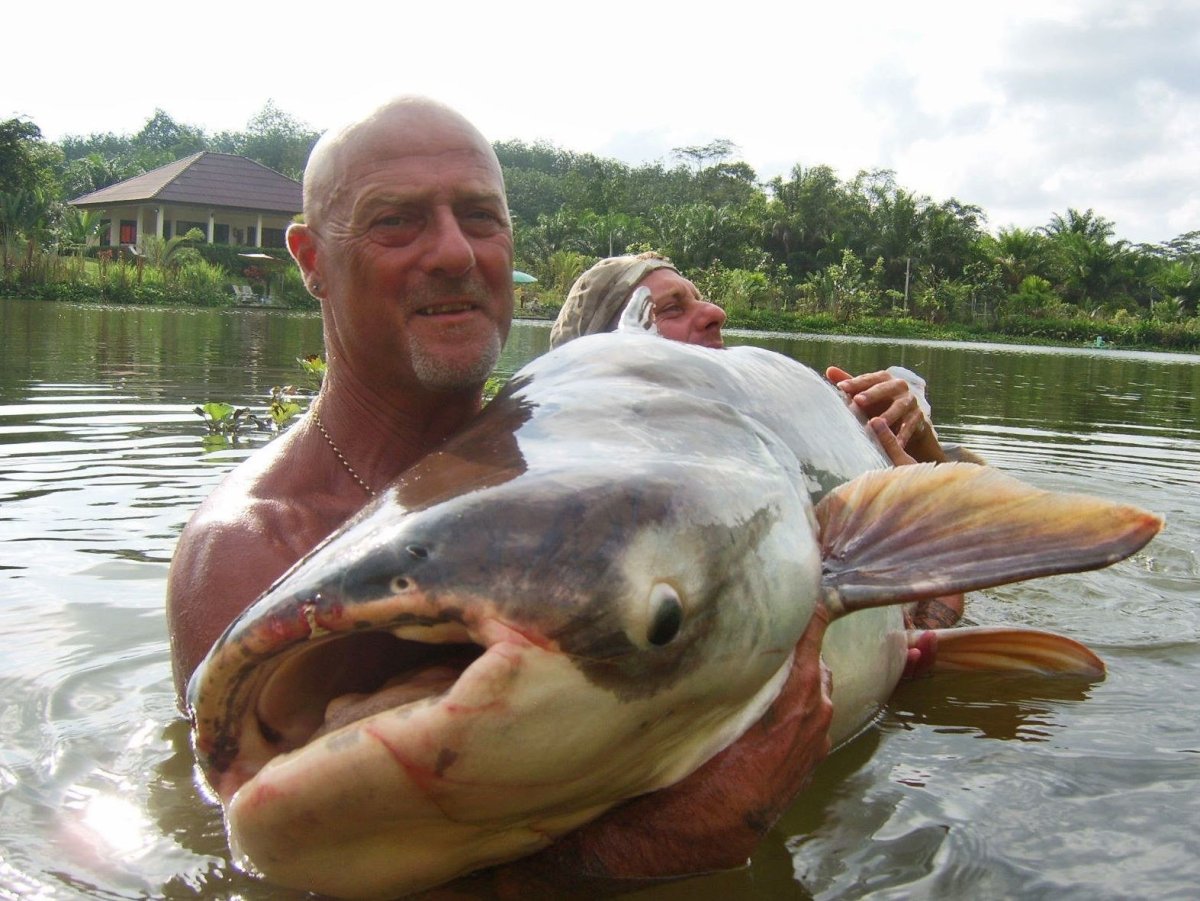 Меконгский гигантский сом