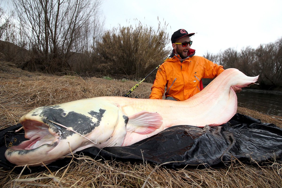 Mekong giant Catfish рисунок